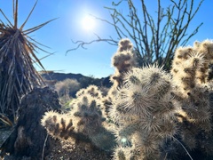 Cylindropuntia chuckwallensis