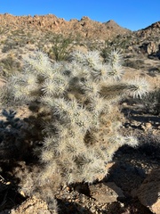 Cylindropuntia chuckwallensis