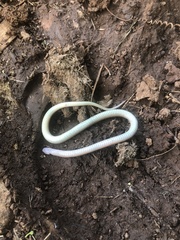 Aparallactus capensis