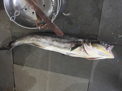 Rachycentron canadum