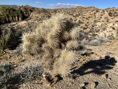 Cylindropuntia chuckwallensis