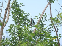 Graphium antheus