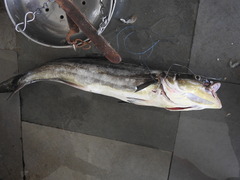 Rachycentron canadum