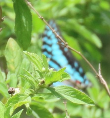 Graphium antheus