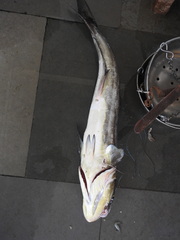 Rachycentron canadum