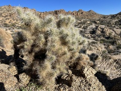 Cylindropuntia chuckwallensis
