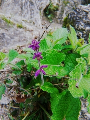 Salvia verticillata