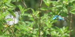 Belenois creona severina