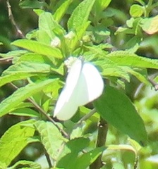 Catopsilia florella