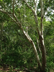 Cnidoscolus megacanthus