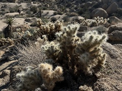 Cylindropuntia chuckwallensis