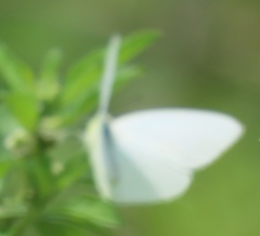 Catopsilia florella