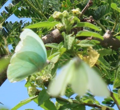 Catopsilia florella