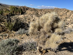 Cylindropuntia chuckwallensis