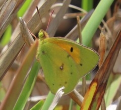 Colias electo electo