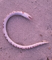 Echiophis intertinctus