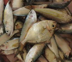 Leiognathidae