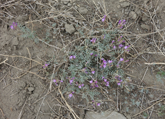 Astragalus stenoceras