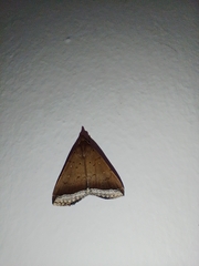 Coremagnatha orionalis