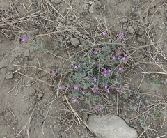 Astragalus stenoceras