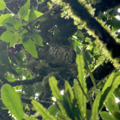 Strix virgata