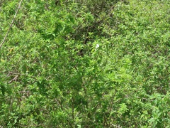 Catopsilia florella