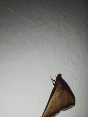 Coremagnatha orionalis