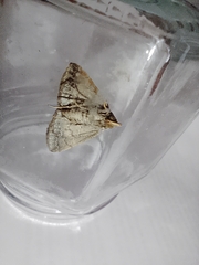 Coremagnatha orionalis