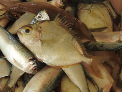 Leiognathidae