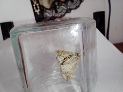 Coremagnatha orionalis