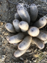 Mammillaria pottsii
