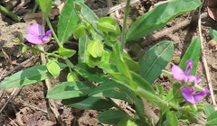 Polygala rehmannii