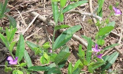 Polygala rehmannii