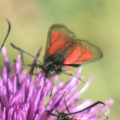 Zygaena purpuralis