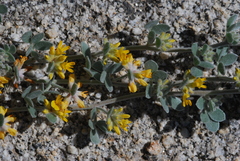 Acmispon argophyllus argophyllus