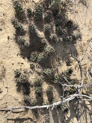 Coryphantha macromeris