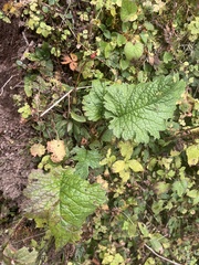 Senecio raphanifolius