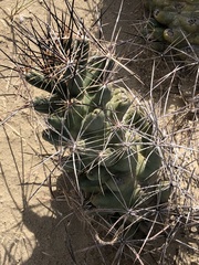 Coryphantha macromeris