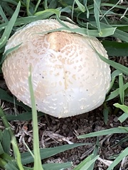 Chlorophyllum
