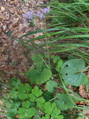 Adenostyles alliariae