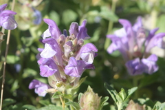 Scutellaria alpina