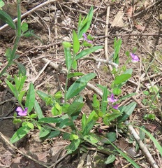 Polygala rehmannii