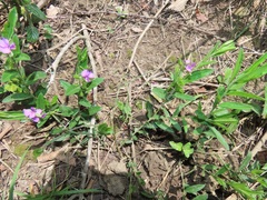 Polygala rehmannii