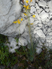 Hieracium porrifolium