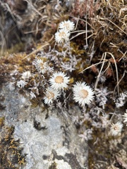 Anaphalis nepalensis