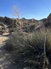 Nolina bigelovii