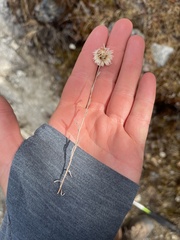 Anaphalis nepalensis