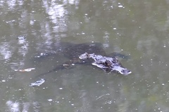 Caiman