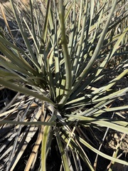 Nolina bigelovii