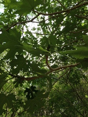 Cnidoscolus megacanthus